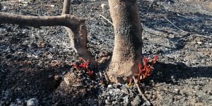 Doğa kendisini yeniliyor