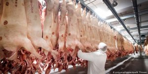 Mezbahada 600'den fazla yeni Covid-19 vakası