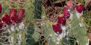 Babutsanın zararlısı altından değerli