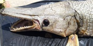 Gönyeli Barajı'nda timsah balığı