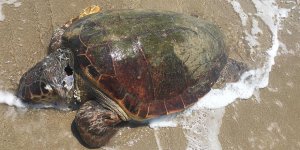 Kaplumbağaları Koruma Cemiyeti'nden denetim çağrısı