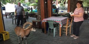 Muflon kahveye girdi