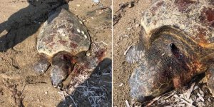 Bir kaplumbağa daha ölü olarak bulundu