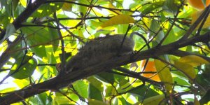 “Memleketi fareler istila ediyor”