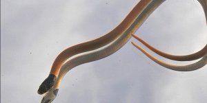 Kıbrıs’ta 9’uncu yılan türü keşfedildi