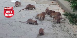 Mesarya’yı fareler bastı