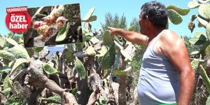 “Serdarlı’da babutsa kültürü bitti”