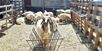 Güneyde küçükbaş hayvancılığa destek