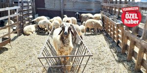 Yerleşim yerinde, ‘mandıra’ kavgası