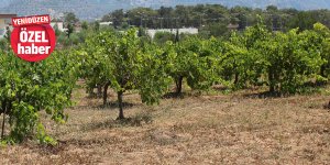 “İthal üzüm sofrada,  Yerli üzüm dalında”