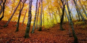 “Güzel Sanatlar Karma Sergisi” Cuma günü YDÜ’de açılıyor