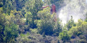 Bellapais’te ağaç kesme tepkisi