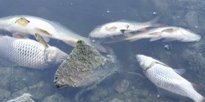 Balık ölümleri korkuttu