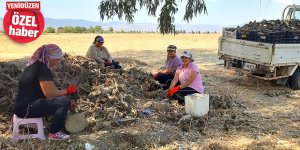 Tarlaya kadın eli: Kışı ayrı, yazı ayrı zor