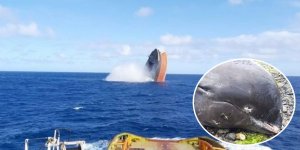 Petrol sızıntısının yaşandığı Mauritius'ta en az 13 ölü yunus bulundu