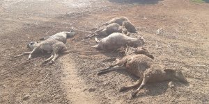 Akçay'da akıl almaz olay