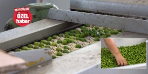 “Geçen yıl çok verdi, bu yıl düştü”