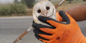 Yaralı baykuş kurtarıldı