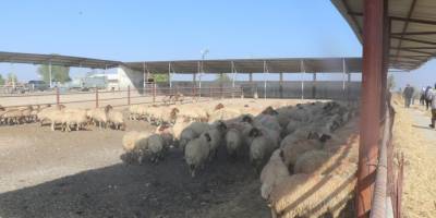 Devlet Üretme Çiftliği’nde kasaplık hayvan satışı