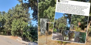 ‘Asırlık serviler kesilecek’ endişesi