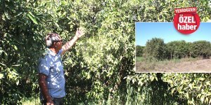 Elektrik kesildi: Bahçeler susuz