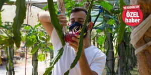“Pandemi satışları düşürmedi, talep değişmedi” Ejder meyvesine yerli talep