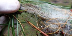 Çam kese böceğine karşı havadan ilaçlama için ihale