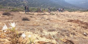 Kum zambaklarını katlettiler