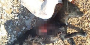 Kendi köpeklerini VURDULAR!