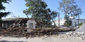 Tarihi kavak ağacı aşırı rüzgardan devrildi