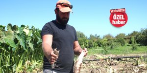 Kolokas üreticileri dertli: “Yetiştirmesi pahalı, ürün ucuz”