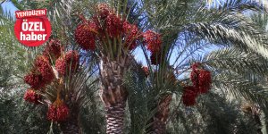 Bu yılki hurma hasadı  ‘buruk’