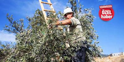 “Bu yılki rekolte %60 daha düşük”