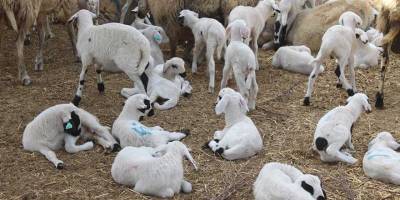 Modern damızlık hayvan ağılı için temel atıldı