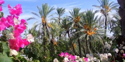 Lefke'de “Hurma ve Yerel Ürün Pazarı " kurulacak