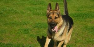 Köpeği vuran kişi tutuklandı