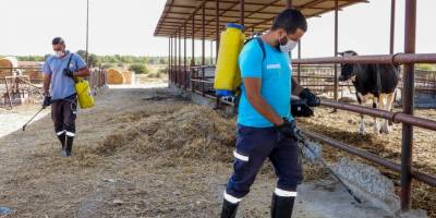 İskele bölgesindeki mandıralar ilaçlanıyor