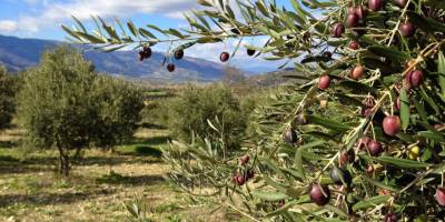 33 dönümlük bahçedeki zeytinlerin hasadı için ihaleye çıkılacak