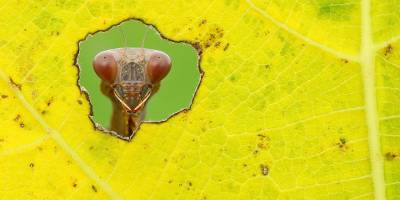 Bağlar’ın “Sonbahar Penceresi”ne Avrupa’da ödül