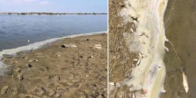 Köprülü Göleti’ndeki balık ölümleri için sudan örnek alındı