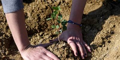 Güneyde 60 bin fidan dikilecek