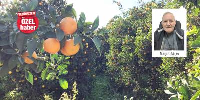 İşçi yok, narenciye dalında