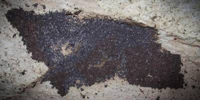 Nesli tükenmekte olan yarasa kolonisi Kıbrıs’ta görüldü