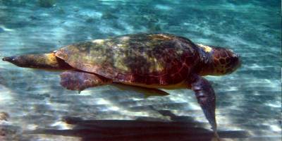 11 bin 50 deniz kaplumbağası yavrusunun denizle buluşması sağlandı