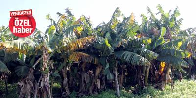 “Yerli muza talep çok ama ithal muz yüzünden muz üreticisi azalıyor”