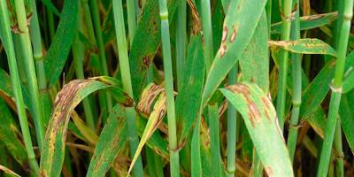 Tarımdan üreticilere hastalık uyarısı