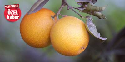 Narenciyede hasat dönemi başladı, üretici ürün fiyatından mutsuz: “Cypfruvex üreticiyi yalnız bıraktı”
