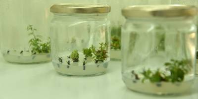 Avokado ve mango fidanları da üretilecek