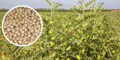 Tarımda 30 yıl sonra 280 ton nohut beklentisi