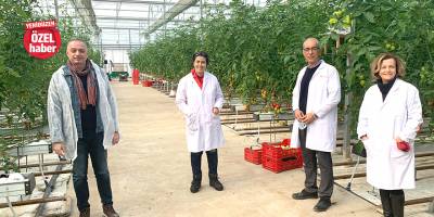 Topraksız tarım ve özel sertifikalı domates